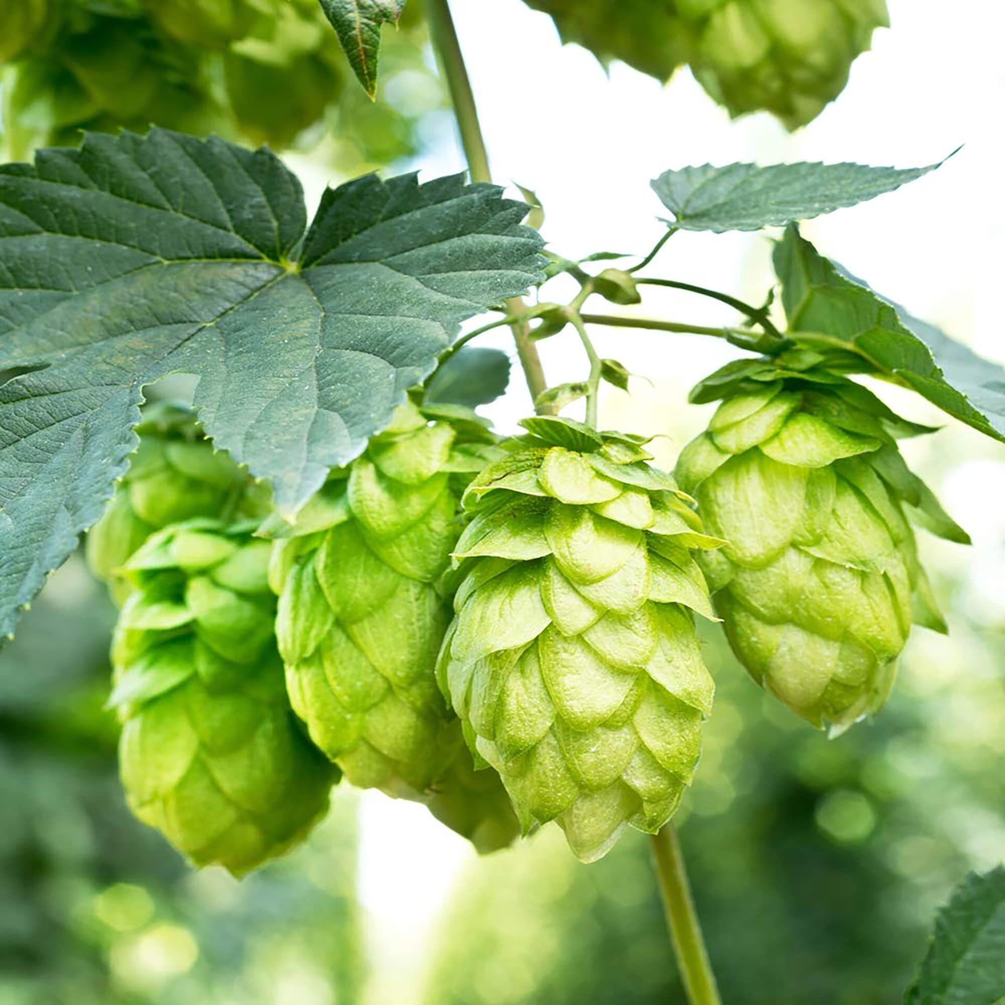 Green Hop seeds for planting