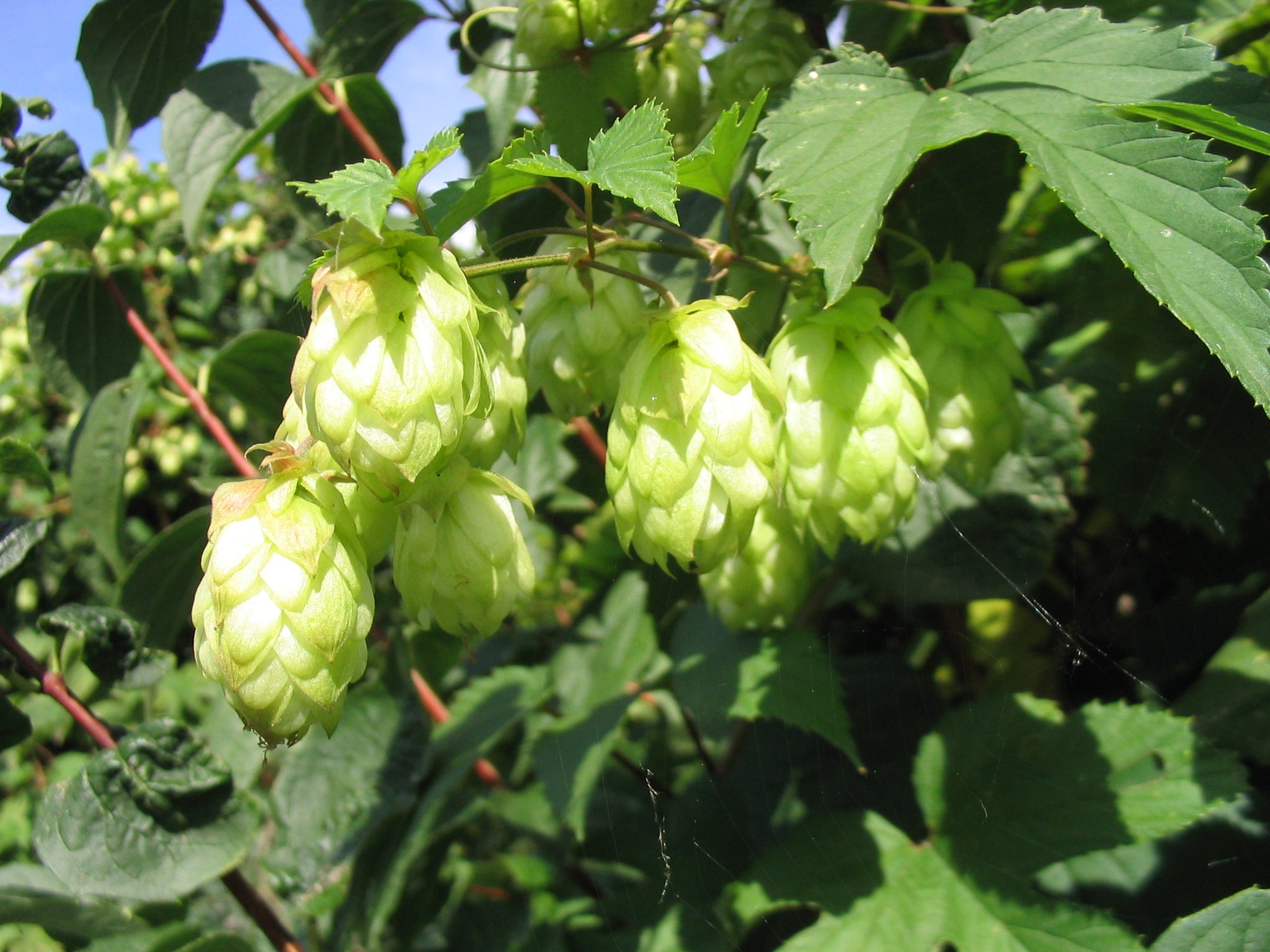 Green Humulus Lupulus Flower seeds for Planting - Seasonal Bloomer, Heirloom & GMO Free Seeds for Home Garden