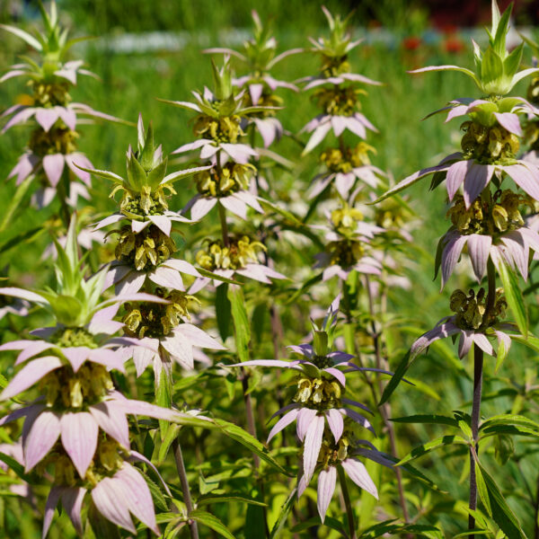 Purple Monarda Punctata Flower seeds for Planting - Seasonal Bloomer, Heirloom & GMO Free Seeds for Home Garden