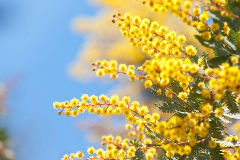 Yellow Wattle Flower seeds for Planting - Fragrant Blossoms, Heirloom & GMO Free Seeds for Home Garden