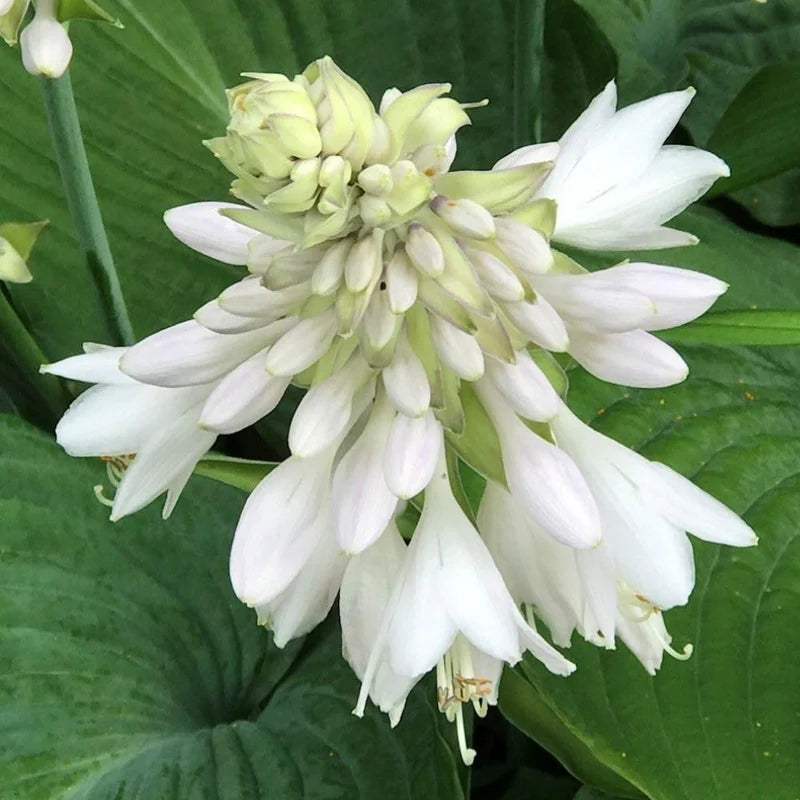 Hosta Flower seeds for Planting Colorful Display Heirloom & GMO Free Seeds for Home Garden