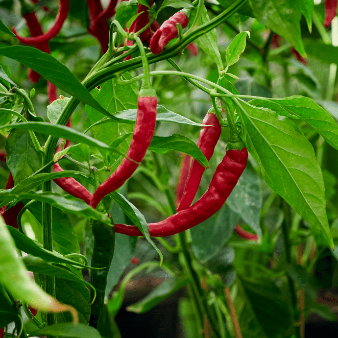 Cayenne Pepper Seeds: Planting Guide for Successful Growth