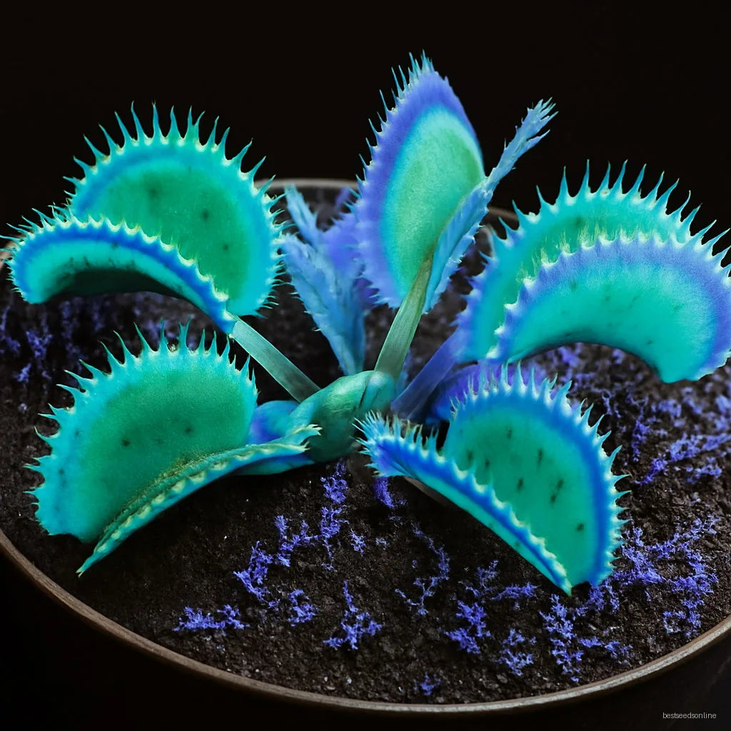 Blue Venus Fly Trap Flower seeds for Planting Sun Loving Heirloom & GMO Free Seeds for Home Garden