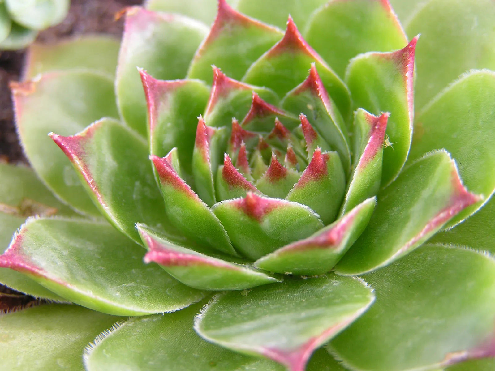 Green Sempervivum Flower seeds for Planting - Perfect for Borders, Heirloom & GMO Free Seeds for Home Garden