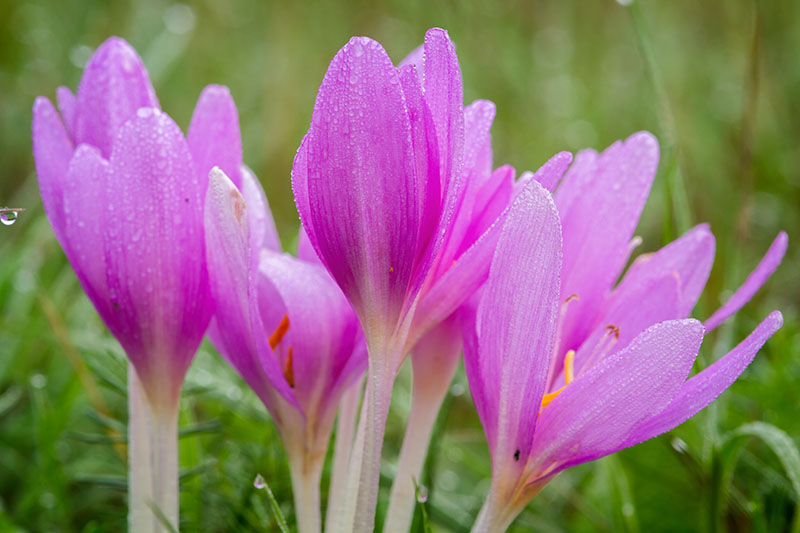 Pink Crocus Flower seeds for Planting - Bright Blooms, Heirloom & GMO Free Seeds for Home Garden
