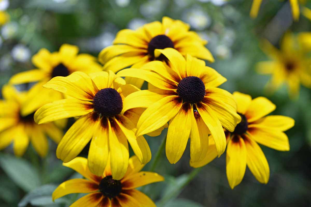 Black Eyed Susan Seeds for Planting | Vibrant Flower Seeds for Your Garden - Evergrowseeds