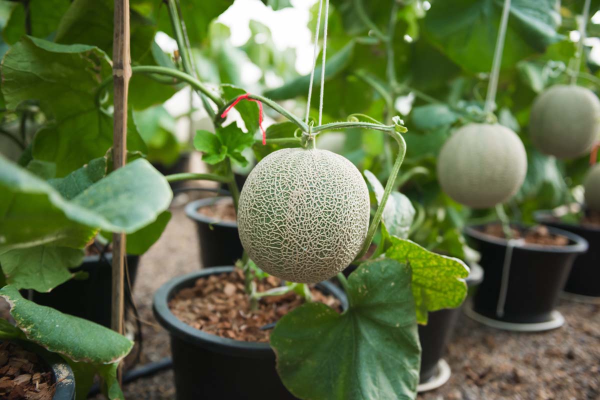 Planting Cantaloupe Fruit Seeds: Grow Nutritious Yellow Melons for Abundant Harvests