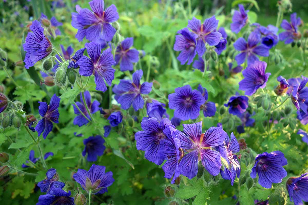 Blue Geranium Seeds for Planting - Beautiful Perennial Blooms