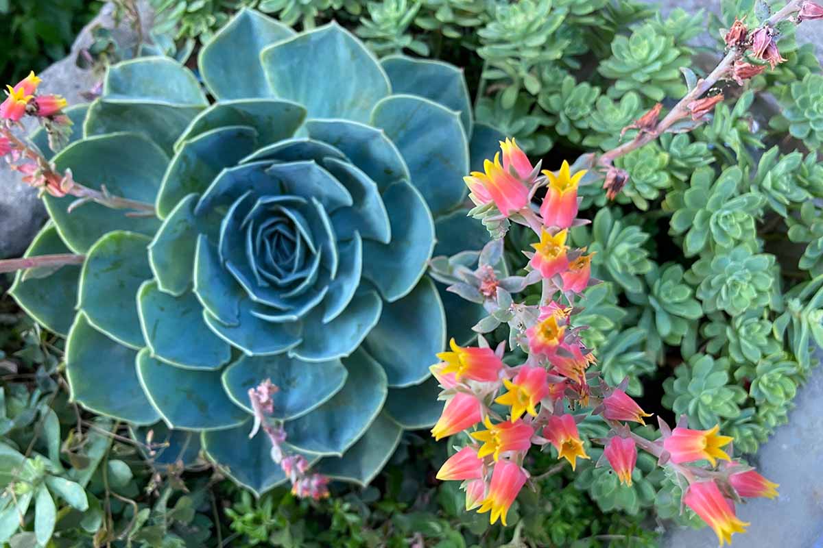 Echeveria Flowering Seeds Collection - Succulent Planting Pack