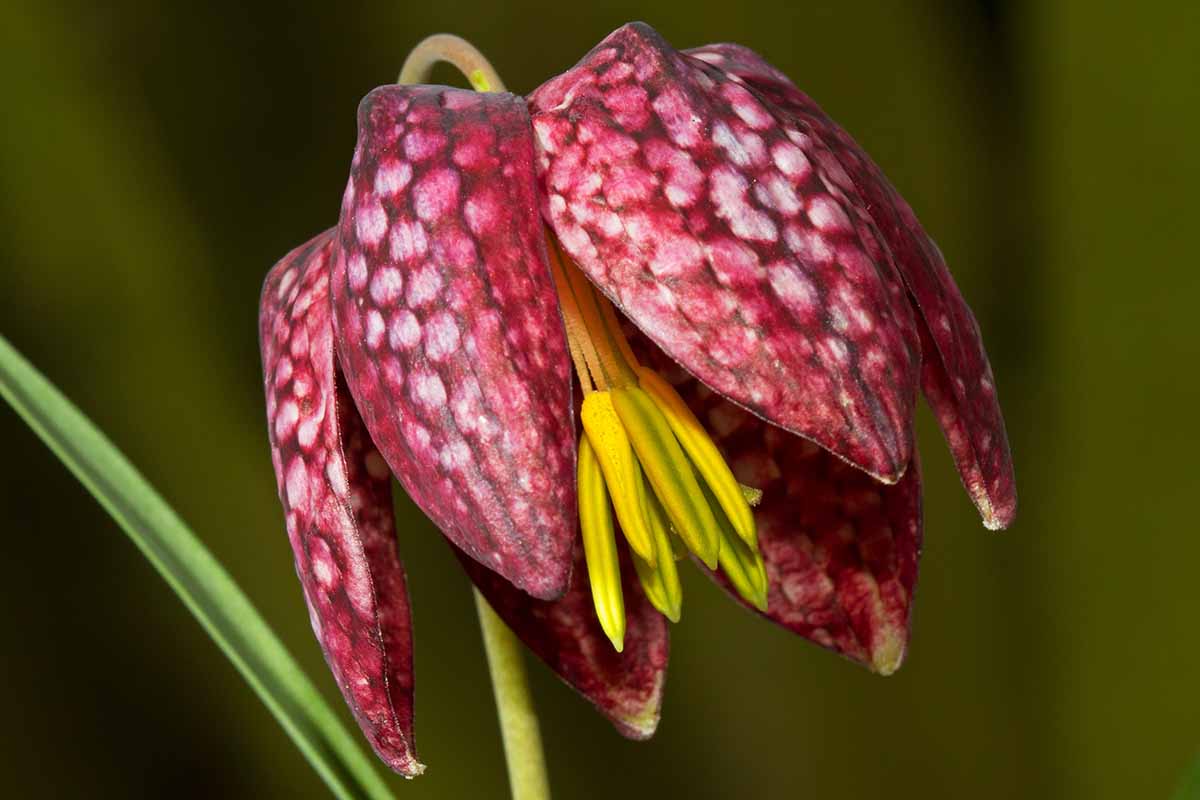 Pink Fritillaria Flower seeds for Planting - Shade Tolerant, Heirloom & GMO Free Seeds for Home Garden