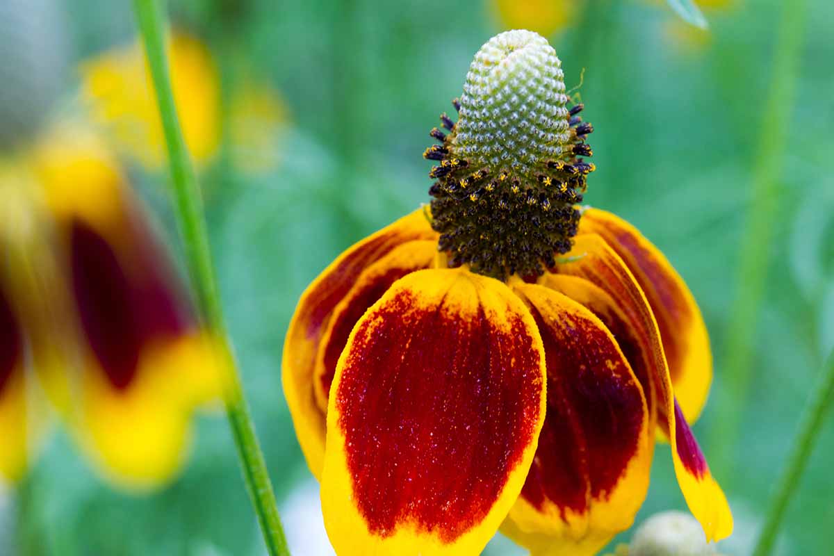 Mexican (Mexican Hat) seeds for planting in home garden