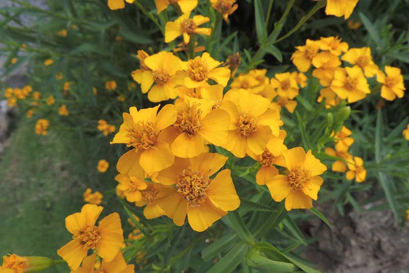 Tagetes Lucida Flower seeds for Planting Perfect for Borders Heirloom & GMO Free Seeds for Home Garden