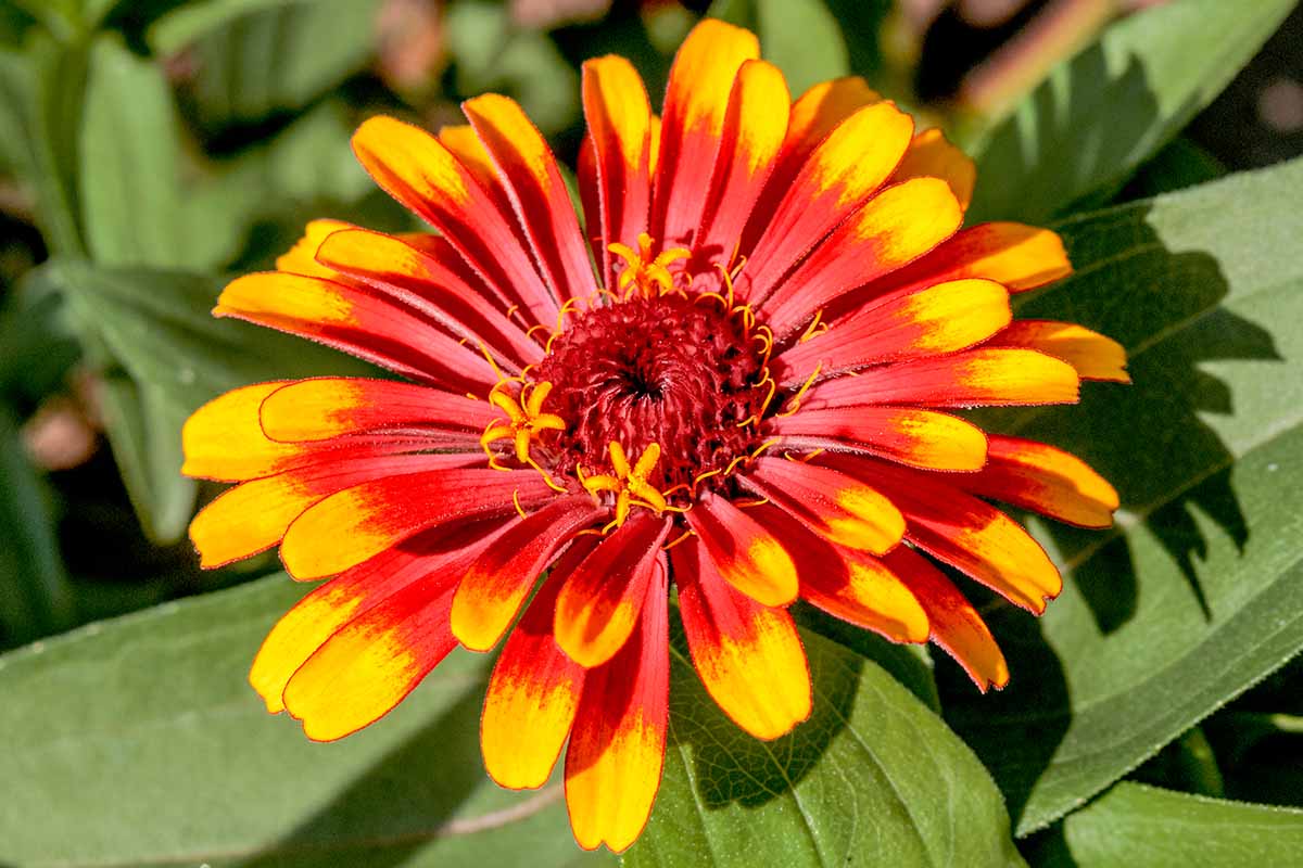 Red Yellow Zinnia Flower seeds for Planting Easy to Grow Heirloom & GMO Free Seeds for Home Garden