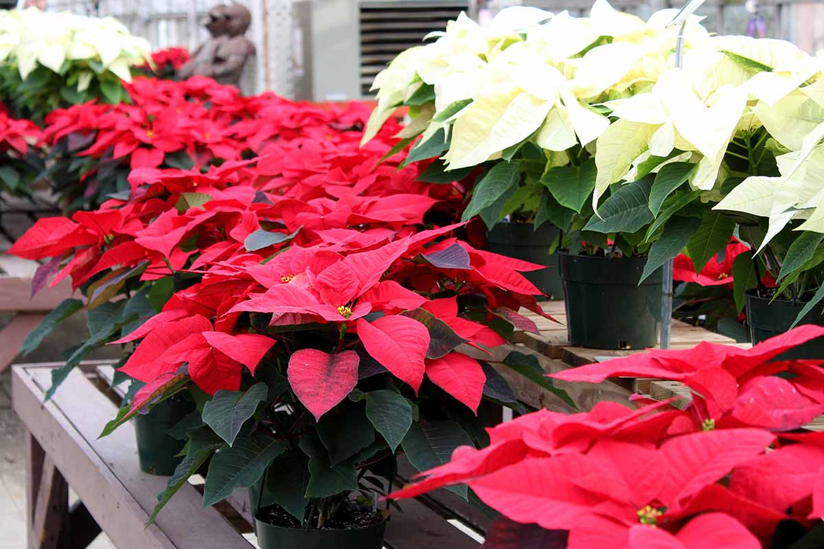 Poinsettia Flower seeds for Planting Cut Flower Favorite Heirloom & GMO Free Seeds for Home Garden