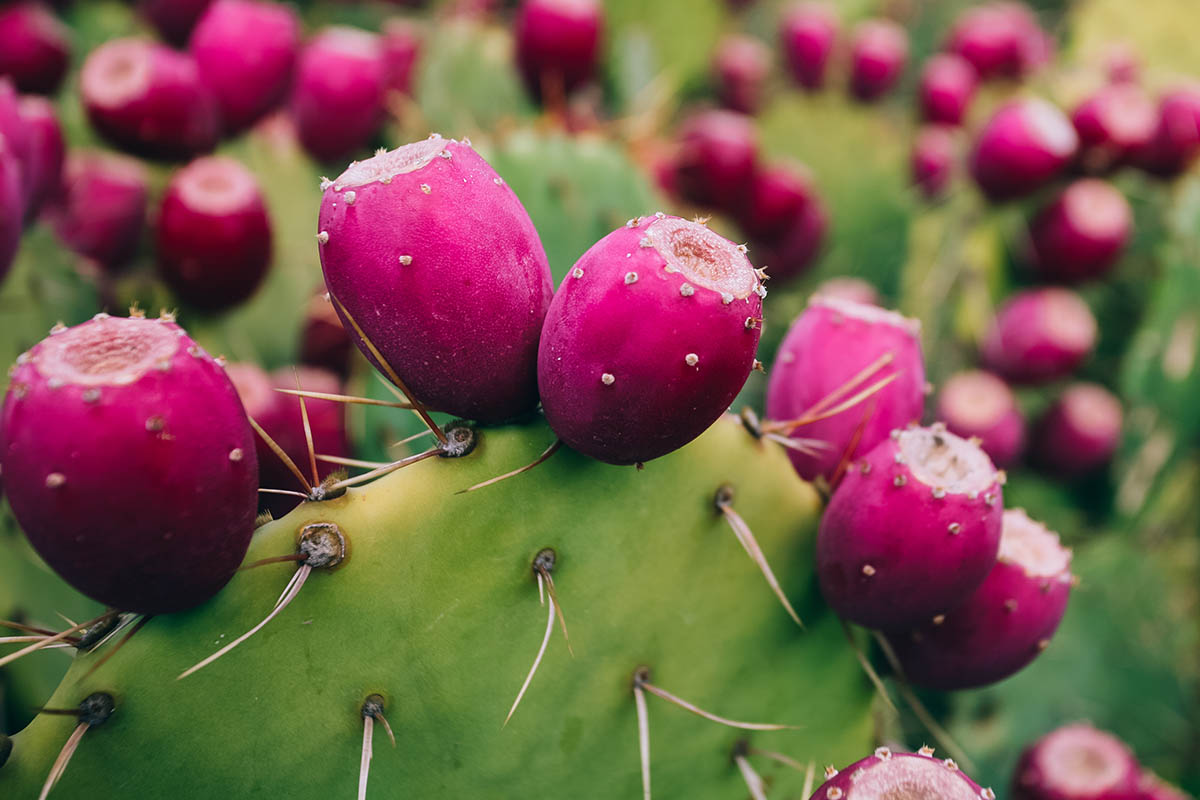 Pink Spineless Opuntia Seeds for Planting  Unique Cactus Variety
