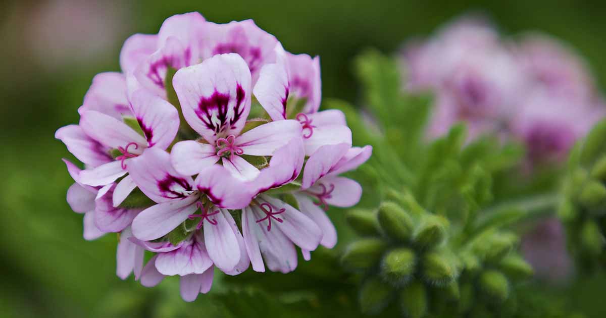 Light Violet Red Geranium Flower Seeds for Planting Easy to Grow Heirloom & GMO Free Seeds for Home Garden
 
 Sale