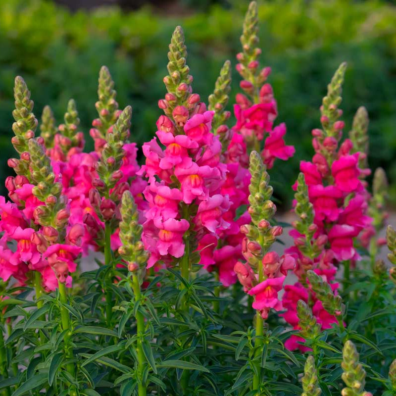 Pink Antirrhinum Flower Seeds for Planting Bright Blooms Heirloom & GMO Free Seeds for Home Garden
 
 Sale