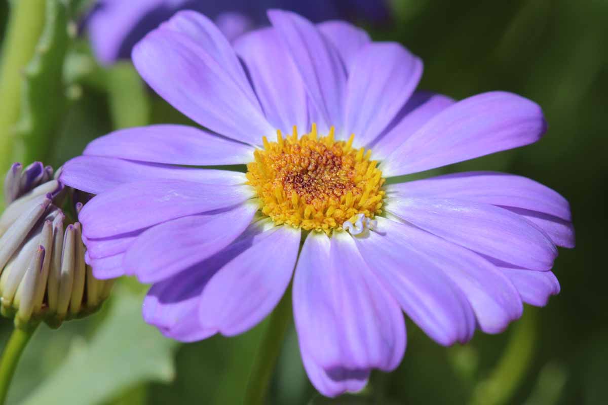 Purple Iberidifolia Flower seeds for Planting - Vibrant Colors, Heirloom & GMO Free Seeds for Home Garden