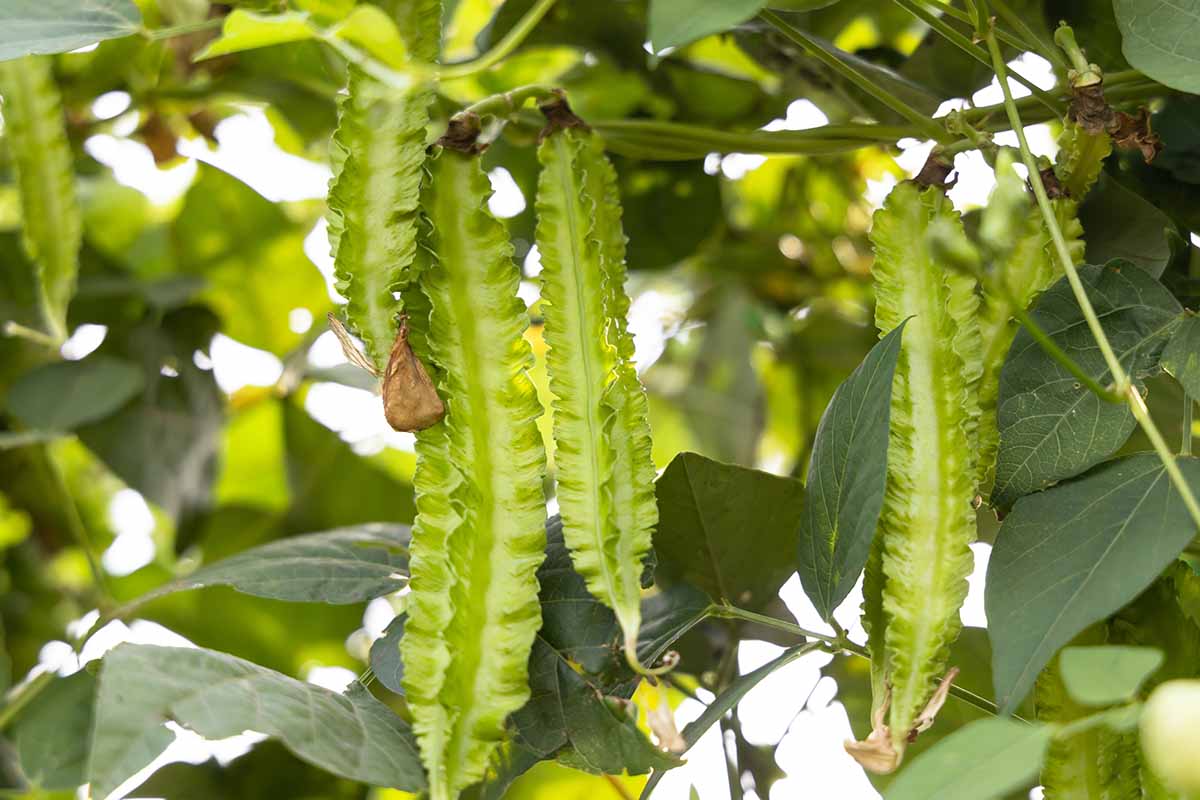 Green Winged Bean Seeds for Easy Planting