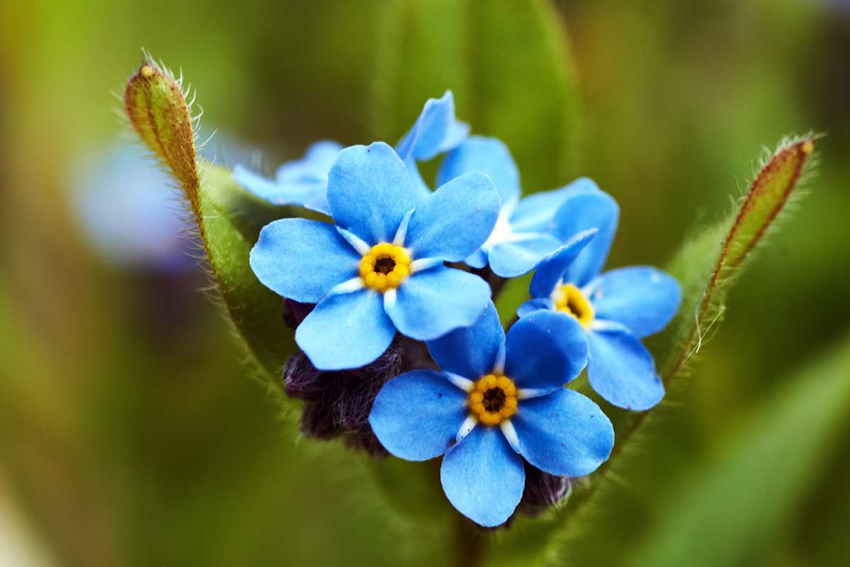 Sea Blue Myosotis Sylvatica Flower seeds for Planting - Seasonal Bloomer, Heirloom & GMO Free Seeds for Home Garden