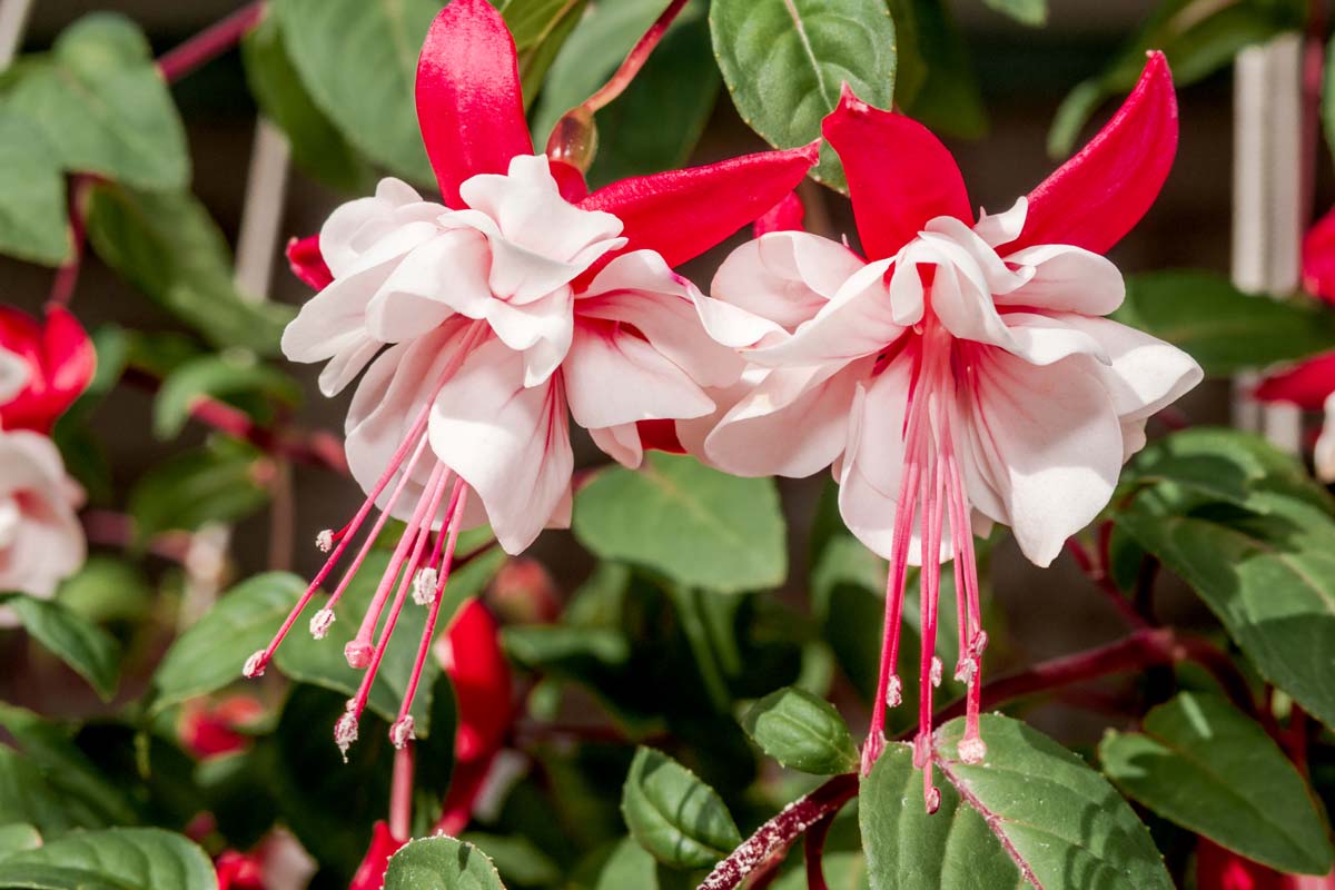 Pink Fuchsia Flower Seeds for Spring Planting - Evergrowseeds