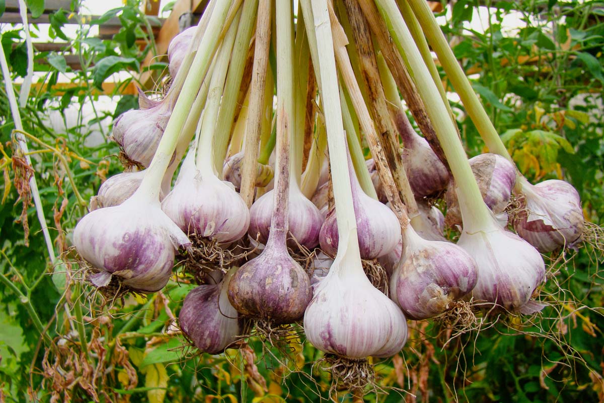 Light Purple Garlic Seeds for Planting for Planting, Premium Seeds | Heirloom Non-GMO - Evergrowseeds