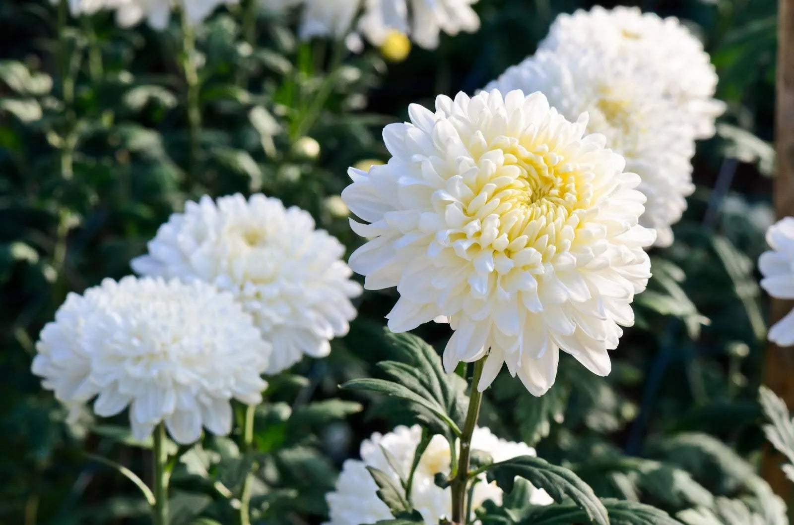 Chrysanthemum Flower Seeds Green White Flower seeds for Planting - Drought Tolerant, Heirloom & GMO Free Seeds for Home Garden
