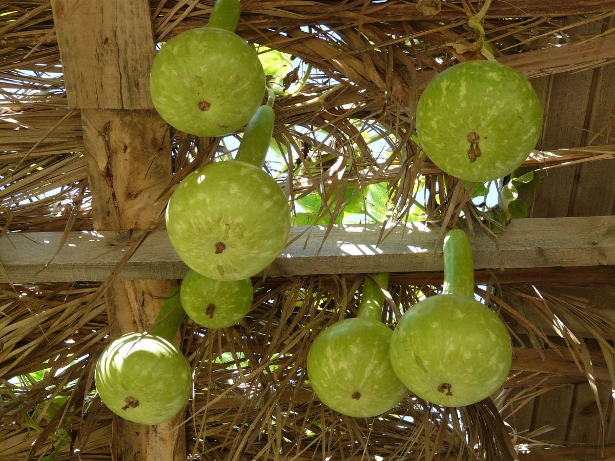 Brown Bottle Gourd Seeds for Vegetable Planting