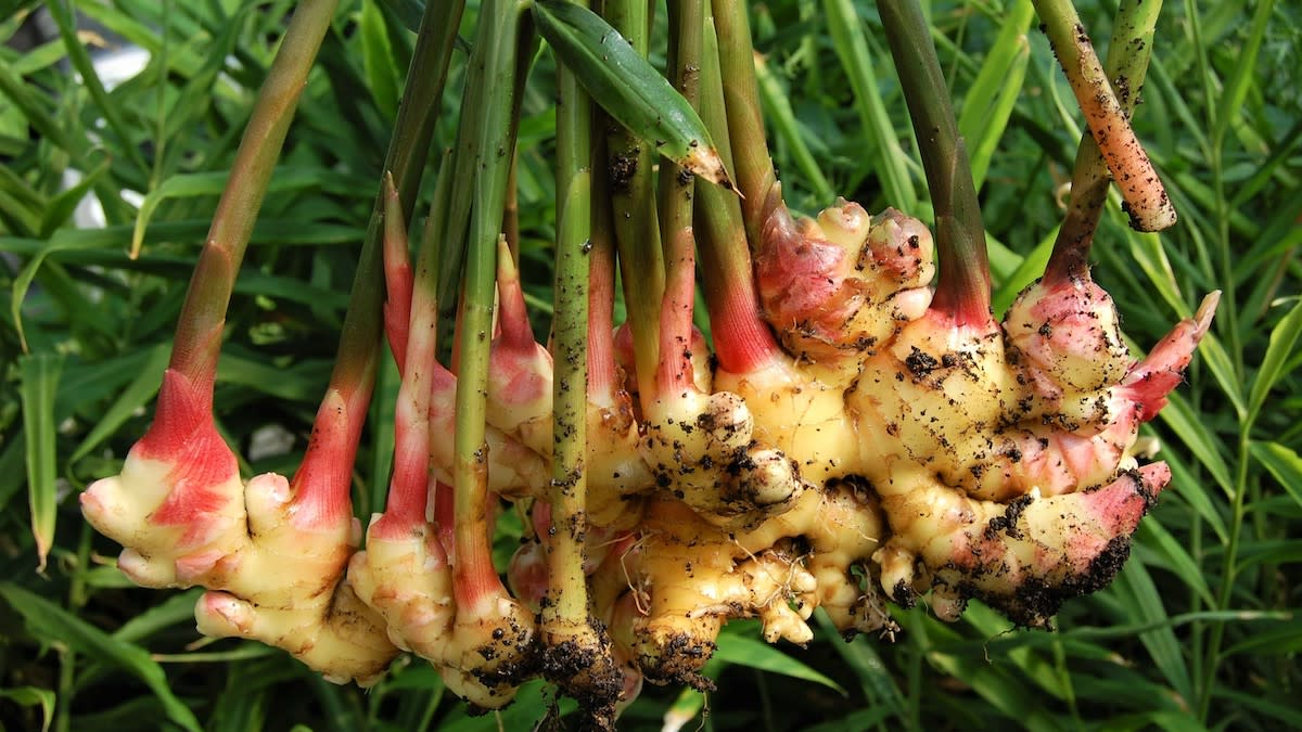 Close-up of plant aromatic ginger seeds: complete growing guide seeds | Premium plant aromatic ginger seeds: complete growing guide seed packet for planting | Young plant aromatic ginger seeds: complete growing guide seedlings growing in containers | Healthy plant aromatic ginger seeds: complete growing guide plants growing in garden | Plant Aromatic Ginger Seeds: Complete Growing Guide for home garden planting