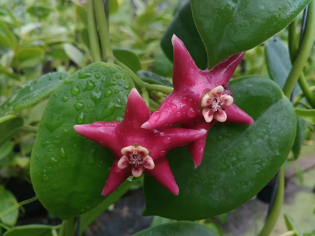 Green-Red Hoya Flower seeds for Planting - Long Bloom Season, Heirloom & GMO Free Seeds for Home Garden
