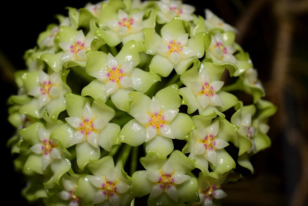 Lime Green Hoya Flower Seeds for Planting Pollinator Friendly Heirloom & GMO Free Seeds for Home Garden
 
 Sale