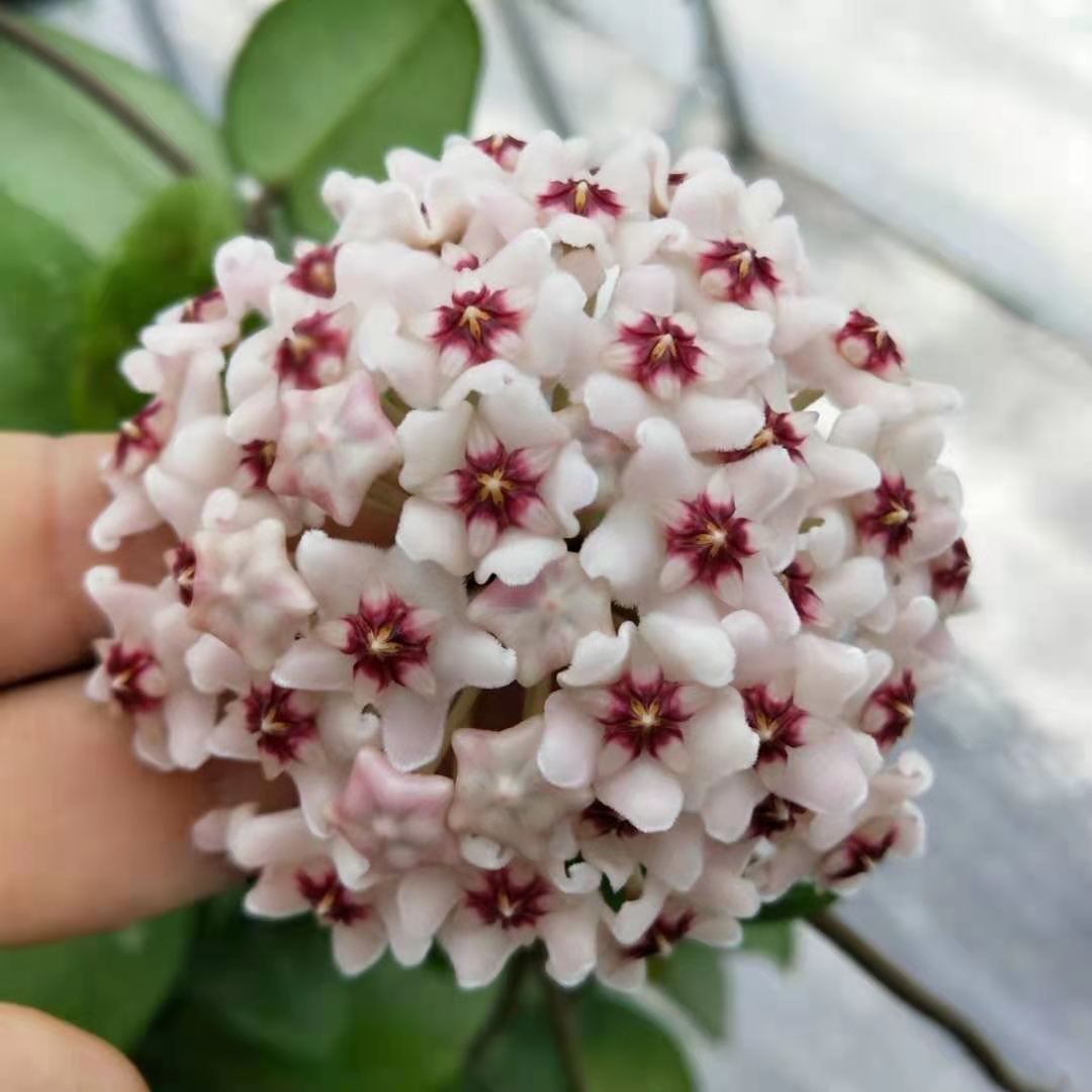 Hoya Carnosa Flower seeds for Planting - Compact Growth, Heirloom & GMO Free Seeds for Home Garden