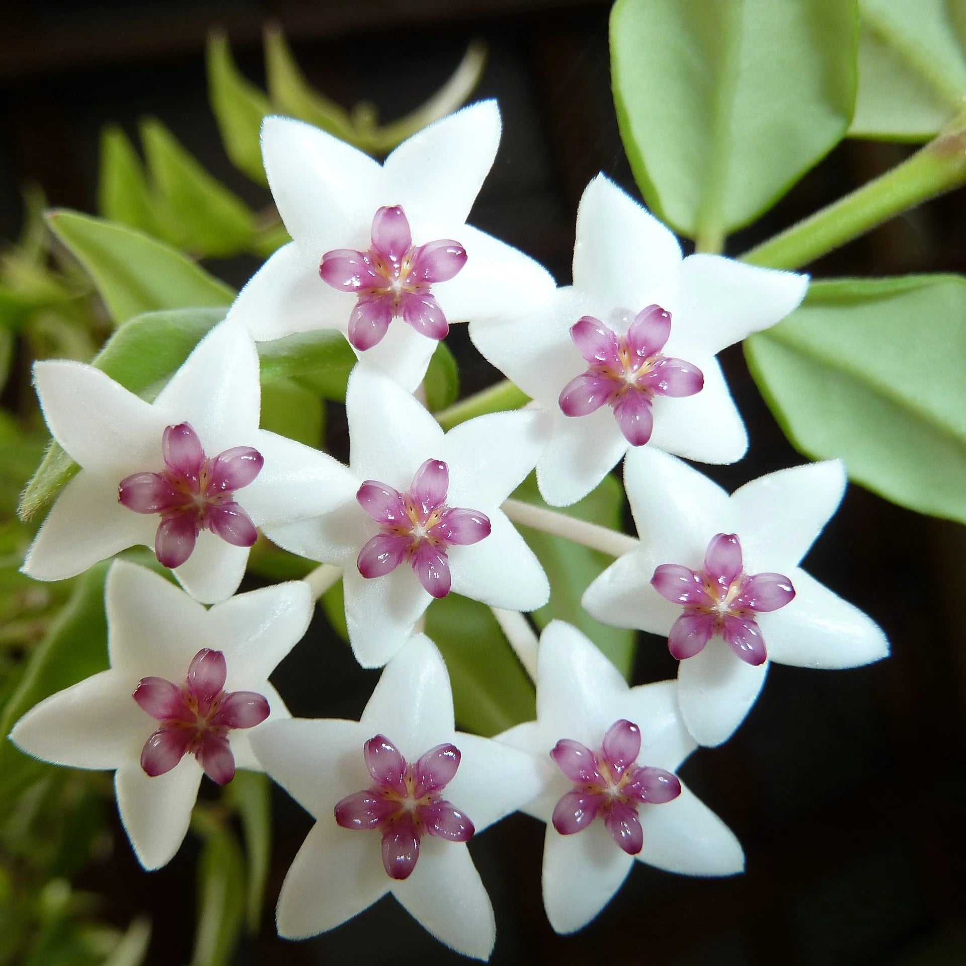 Hoya Bella Flower seeds for Planting - Shade Tolerant, Heirloom & GMO Free Seeds for Home Garden