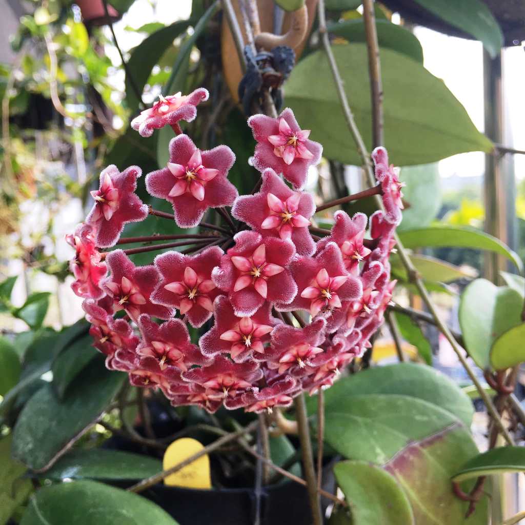 Red Hoya Flower Seeds for Planting - Vibrant Star-Shaped Blooms