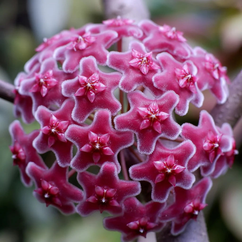 Red Hoya Flower Seeds for Planting - Vibrant Star-Shaped Blooms Heirloom Non-GMO Seeds