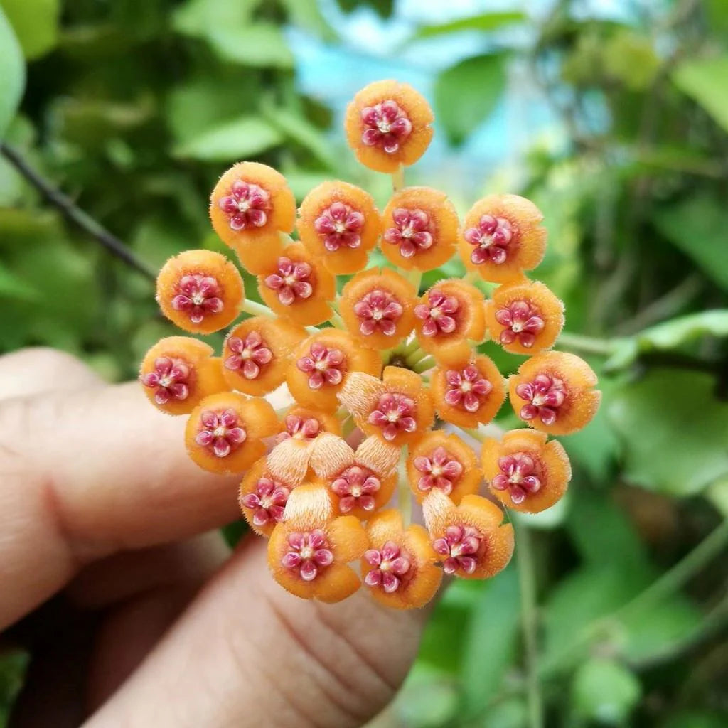 Light Orange Hoya Flower Seeds for Planting Wildflower Mix Heirloom & GMO Free Seeds for Home Garden
 
 Sale