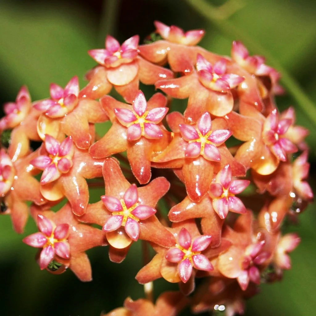 Light Orange Hoya Flower Seeds for Planting Wildflower Mix Heirloom & GMO Free Seeds for Home Garden
 
 Sale