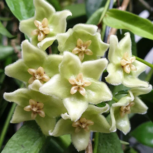 Green White Hoya Flower seeds for Planting - Vibrant Colors, Heirloom & GMO Free Seeds for Home Garden