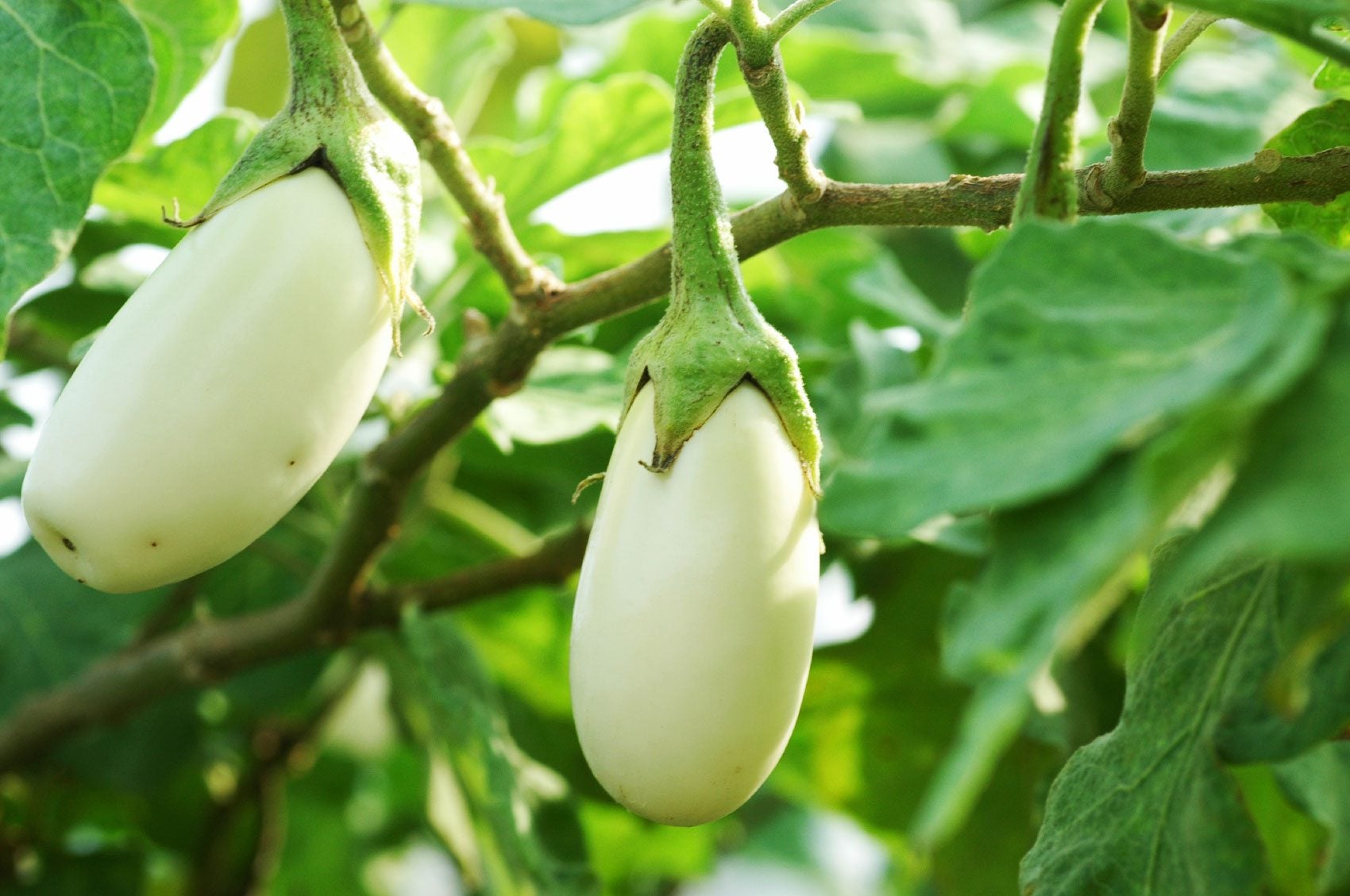 Green White Eggplant Seeds for Vegetable Planting
