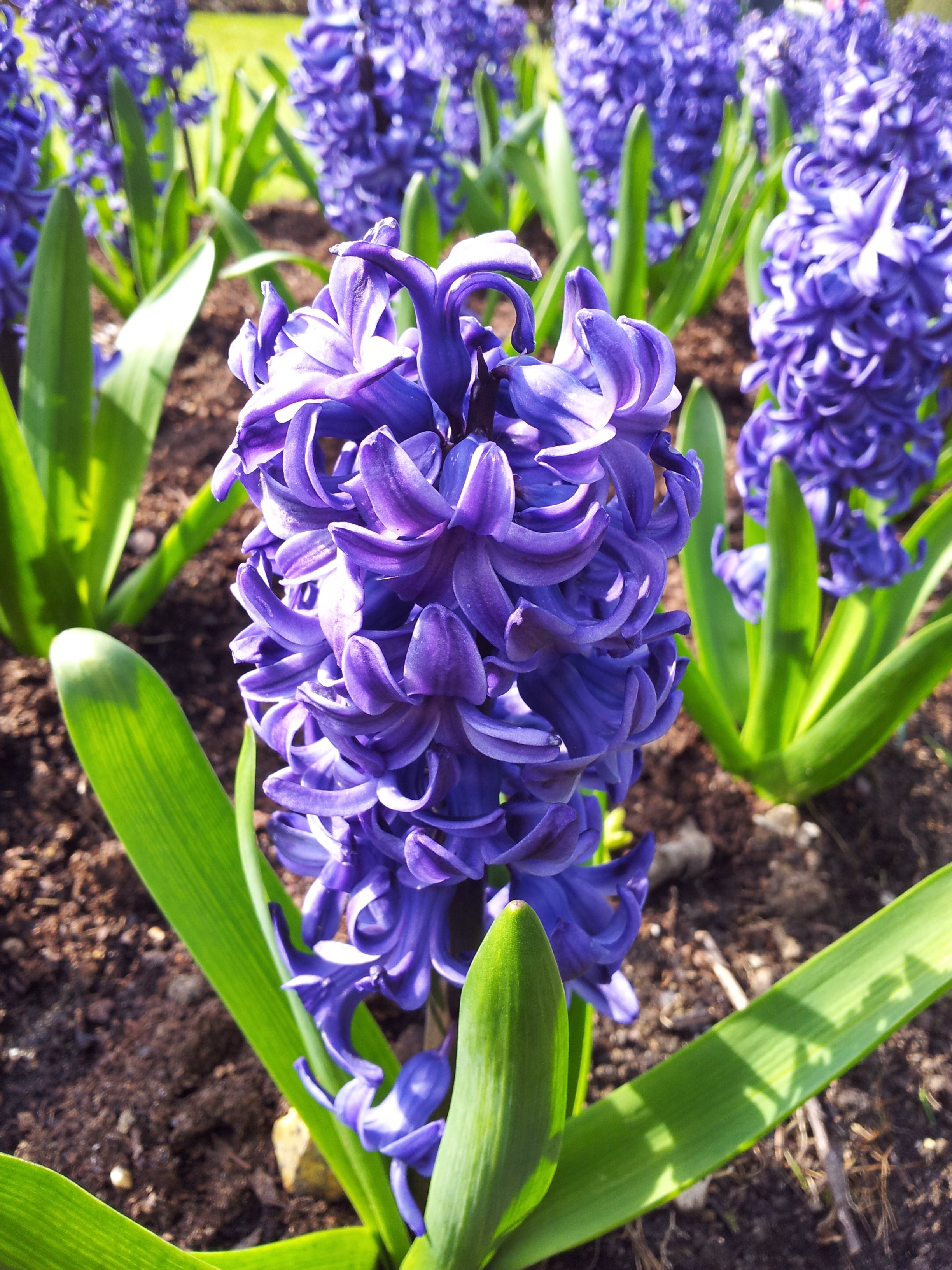 Deep Blue Hyacinthus Orientalis Flower seeds for Planting - Vibrant Colors, Heirloom & GMO Free Seeds for Home Garden