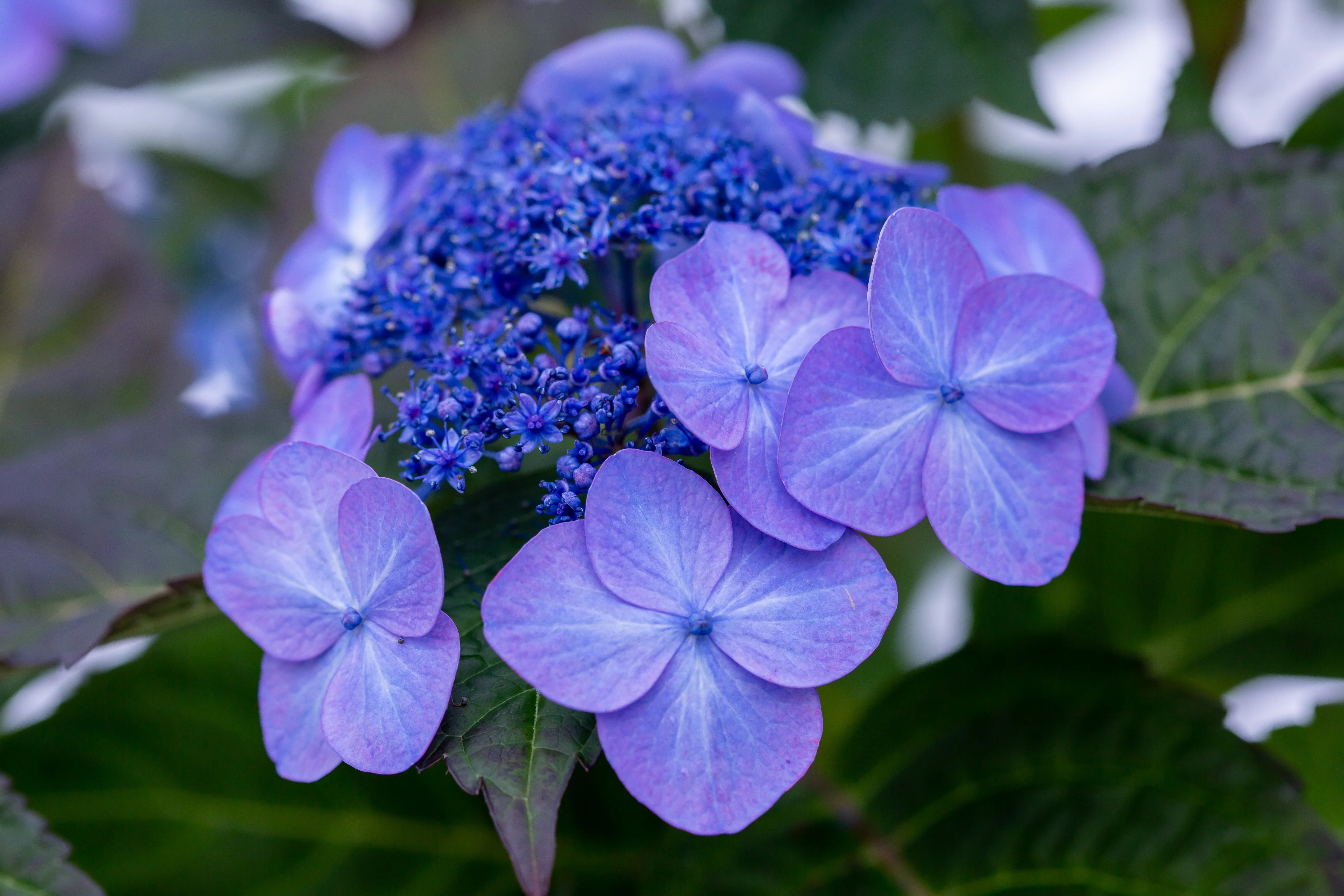 Lavender Hydrangea Flower seeds for Planting - Perfect for Borders, Heirloom & GMO Free Seeds for Home Garden