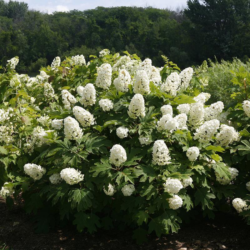 Mix Quercifolia Flower seeds for Planting - Premium Quality, Heirloom & GMO Free Seeds for Home Garden