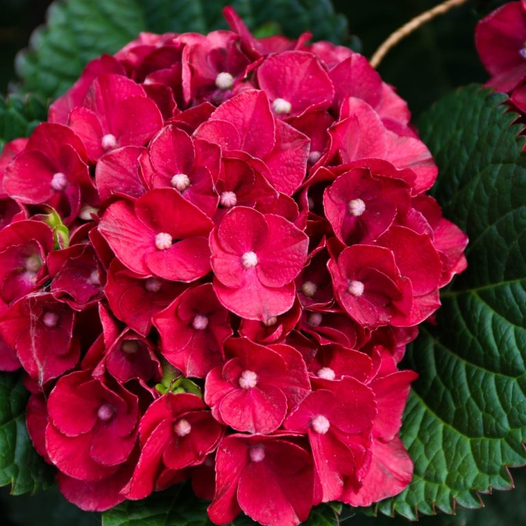 Green & Red Hydrangea Flower seeds for Planting - Easy to Grow, Heirloom & GMO Free Seeds for Home Garden