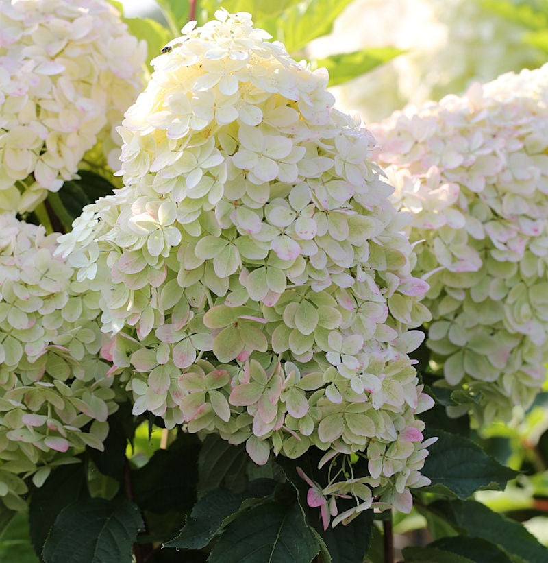 White Vanilla Fraise Flower seeds for Planting - Cottage Garden Essential, Heirloom & GMO Free Seeds for Home Garden