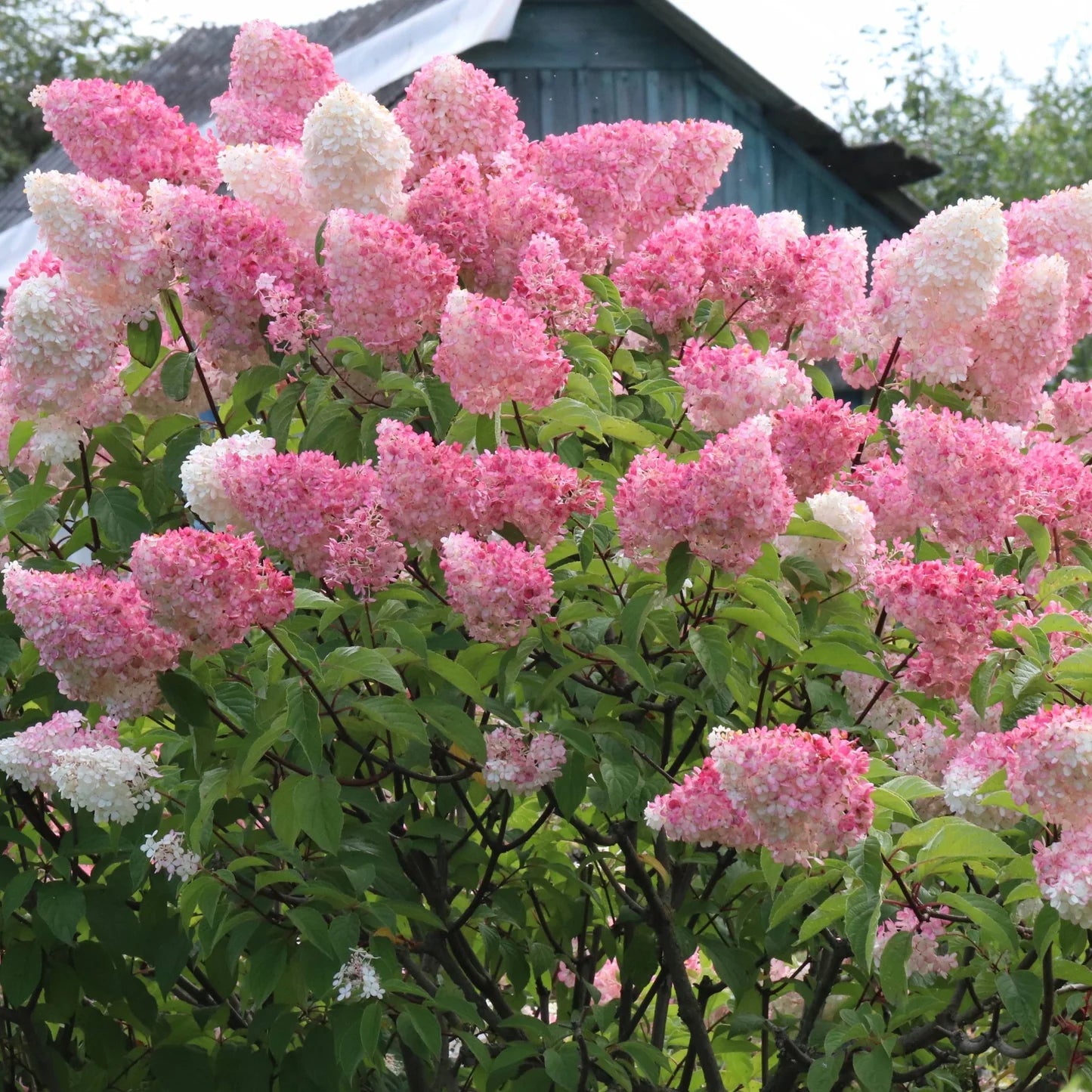 Hydrangea Paniculata Flower seeds for Planting - Low Maintenance, Heirloom & GMO Free Seeds for Home Garden