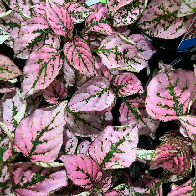 Pink Green Hypoestes Splash Flower seeds for Planting - Bright Blooms, Heirloom & GMO Free Seeds for Home Garden