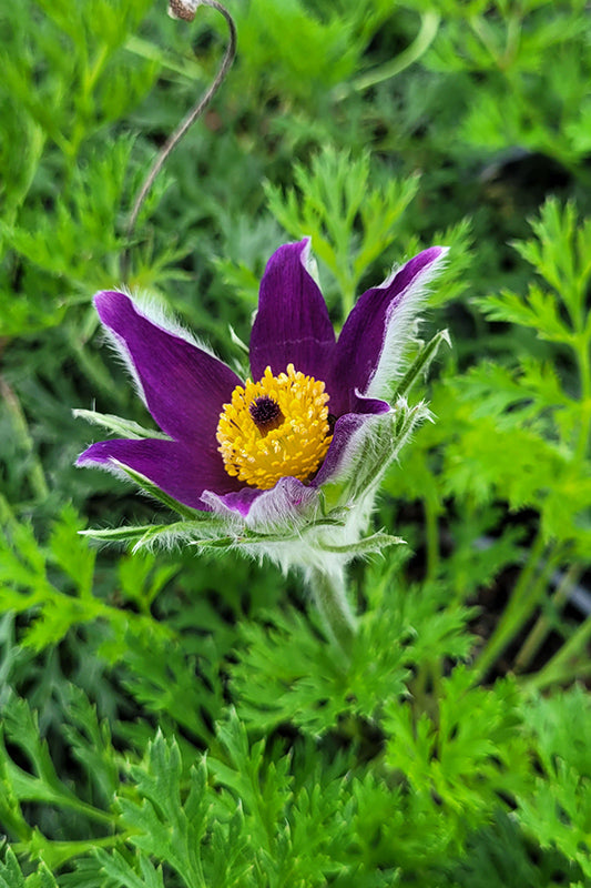 Pasque Flower seeds for Planting - Cottage Garden Essential, Heirloom & GMO Free Seeds for Home Garden