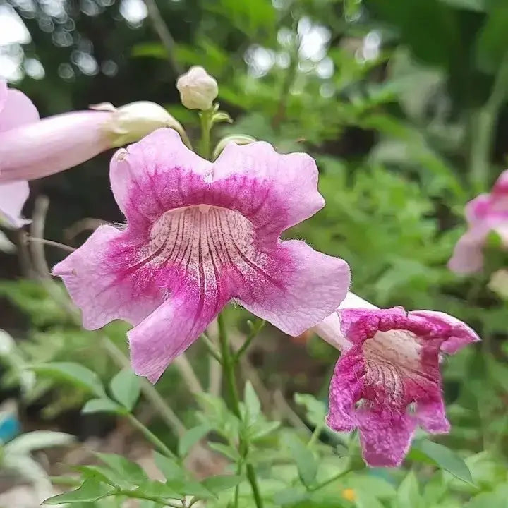 Lavender Creeping Gloxinia Flower seeds for Planting - Vibrant Colors, Heirloom & GMO Free Seeds for Home Garden