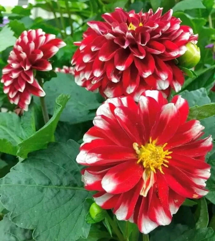 White and Red Chrysanthemum Flower seeds for Planting - Fragrant Blossoms, Heirloom & GMO Free Seeds for Home Garden