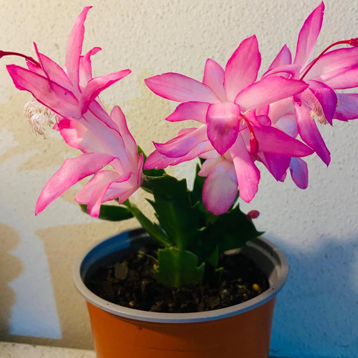 White Pink Zygocactus Truncatus Flower seeds for Planting - Long Bloom Season, Heirloom & GMO Free Seeds for Home Garden